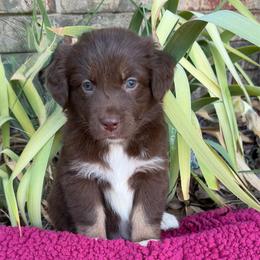 Ginger - Red tri-color female Australian Shepherd puppy in Harrah, Oklahoma from Kamm's Aussies