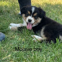 Boy 3 - Black tri male Miniature American Shepherd puppy in Minden, Nevada from Kickinauss Minis