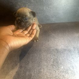 Grayson - Tricolors male French Bulldog puppy in Plainfield, New Jersey from Drea's French Bulldogs