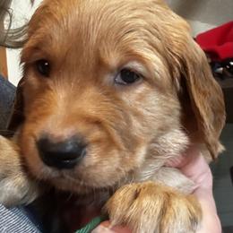 Mr Green - Dark golden male Golden Retriever puppy in Stratton, Colorado from Anam Cara Retrievers