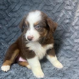 Nina - Red tri female Toy Australian Shepherd puppy in Hokes Bluff, Alabama from Alegria Toy Aussies