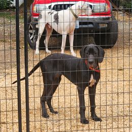Emma - Black female Great Dane puppy in Gig Harbor, Washington from Lakaya Danes