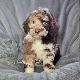 Aussiedoodle, Bernedoodle, Cockapoo, Miniature Australian Shepherd, Poodle, and Sheepadoodle Puppies from Jam's Doodles And Poodles