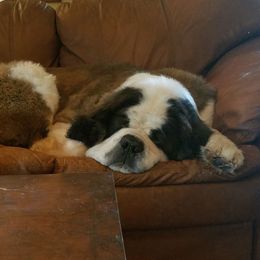 Saint Bernard Puppies from Dementhon Saint Bernards