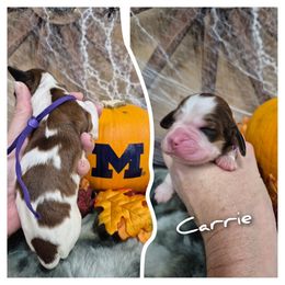 Carrie - Liver white and tan female English Springer Spaniel puppy in Freeland, Michigan from McNally's Springer Spaniels