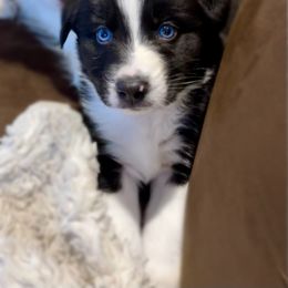 Australian Shepherd Puppies from Discovery Hill Australian Shepherds