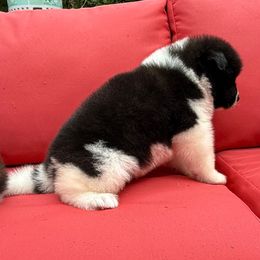 Ginger - Red, black overlay female Akita puppy in Rahway, New Jersey from Apexx Akitas