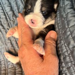 Pretty Bold Boy - Black and tan male Pembroke Welsh Corgi puppy in Blaine, Tennessee from Rose Brier Pembroke Welsh Corgis