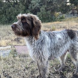 Lady - Wirehaired Pointing Griffon