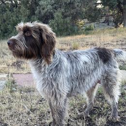 Lady - Wirehaired Pointing Griffon