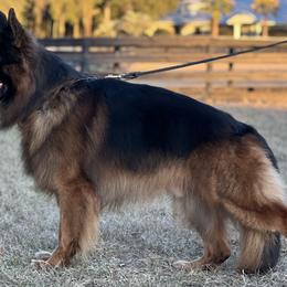 German Shepherds from Vom Rugerhaus