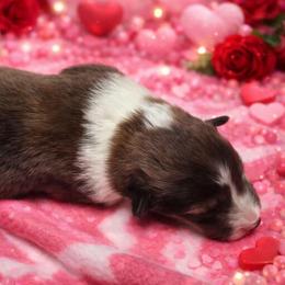Chocolate - Sable and white female Shetland Sheepdog puppy in Wapello, Iowa from Willow Rayne shelties and more