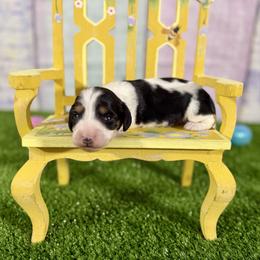 Penelope - Piebald female Dachshund puppy in Westport, Kentucky from Lonestar Creek Farm