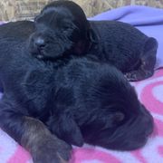 Border Collie and Bordoodle Puppies from Sunrise Kennels