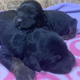 Border Collie and Bordoodle Puppies from Sunrise Kennels