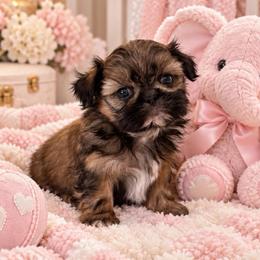 Imperial girl - Gold female Shih Tzu puppy in Shawnee, Oklahoma from Black Velvet Shih Tzu