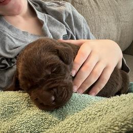 Dark Green Boy - Chocolate male Labrador Retriever puppy in Rock Hill, South Carolina from North Star Retrievers