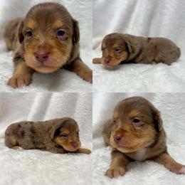Red Merle male - Red merle male Toy Australian Shepherd puppy in Brooker, Florida from Honey, I Shrunk the Aussies