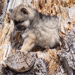 Pomsky Puppies from New World Pomskies
