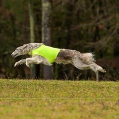 Lore - Borzoi