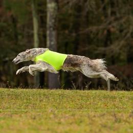 Lore - Borzoi
