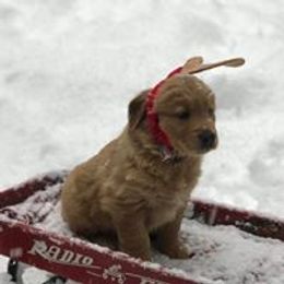  Puppies from Artondale Golden Retrievers