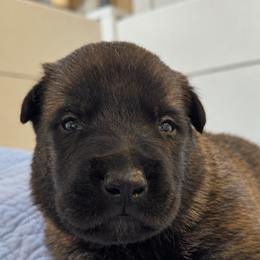 Sable Male (Available) - Fawn sable male Belgian Malinois puppy in Dallas, Texas from Kaizen Ruach Malinois