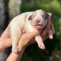 Ozzy - White and gray male Great Pyrenees puppy in Sarasota, Florida from Sunquest Great Pyrenees