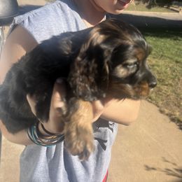 Boy BART - Black and tan male Cockapoo puppy in Wellington, Kansas from Brian’s Puppies