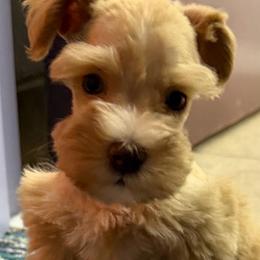 Little Reba - Wheaten female Miniature Schnauzer puppy in Groesbeck, Texas from Ranch 4M