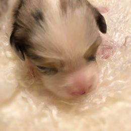 Toy Australian Shepherd Puppies from MN Pomme De Terre Aussies