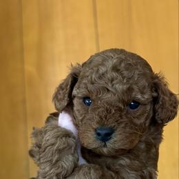 Redford - Red  male Poodle puppy in Ennis, Texas from Johnson Ventures