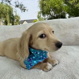 Charm - Cream male Dachshund puppy in Ontario, Oregon from Get A Long Little Doggie
