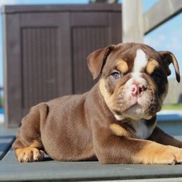 Boxer, Bulldog, and French Bulldog Puppies from Hillview Kennels