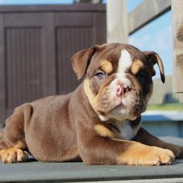 Boxer, Bulldog, and French Bulldog Puppies from Hillview Kennels