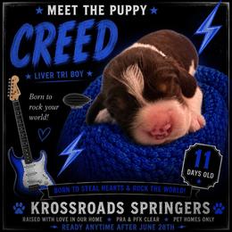 Creed - Liver white and tan male English Springer Spaniel puppy in Cookeville, Tennessee from Krossroads Kennel