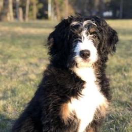 Bernedoodles from Integrity Bernedoodles