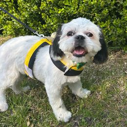 Gidget - Shih Tzu
