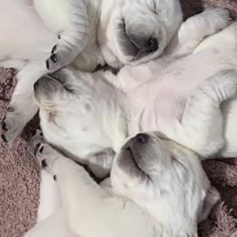 Labrador Retriever Puppies from Ruckus Family Labs