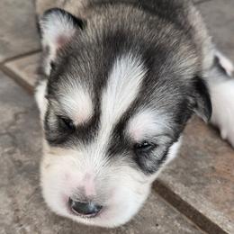 Boy 2 - male Siberian Husky puppy in Auburn, Washington from Black Diamond Siberian Huskies