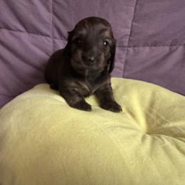 Cream brindle girl-Gracie - Cream female Dachshund puppy in Wolf Lake, Indiana from Canisteo Dachshunds