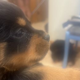 French Bulldog and Rottweiler Puppies from MBArotties_frenchies