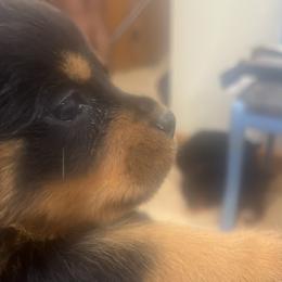 French Bulldog and Rottweiler Puppies from MBArotties_frenchies