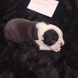 Humbug - Black brindle and white male Boston Terrier puppy in Catawba, North Carolina from Lil Wiggles Boston Terriers