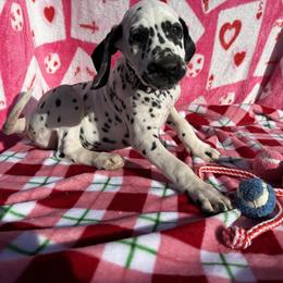 Labefana AKC LUA - White and black female Dalmatian puppy in Las Vegas, Nevada from 101 Dew Dream Valley Dalmatians