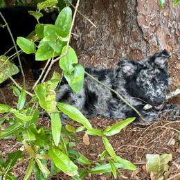 Encore - Black merle male Mudi puppy in Jacksonville, Florida from Gemini Dream Mudi