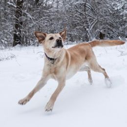 Labrador Retrievers from Everybody’s Doggy