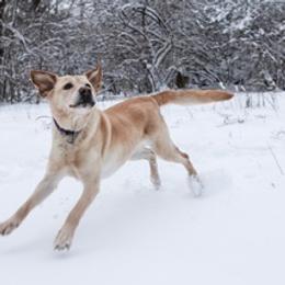 Labrador Retrievers from Everybody’s Doggy