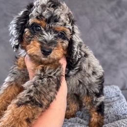 Storm - Merle male Cavapoo puppy in Austin, Texas from Doodles of Central Texas