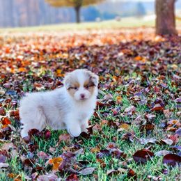 Australian Shepherd Puppies from Danell Australian Shepherd